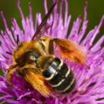 Curiosidades sobre as abelhas que você nunca ouviu antes!