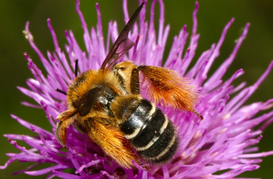 Curiosidades sobre as abelhas que você nunca ouviu antes!