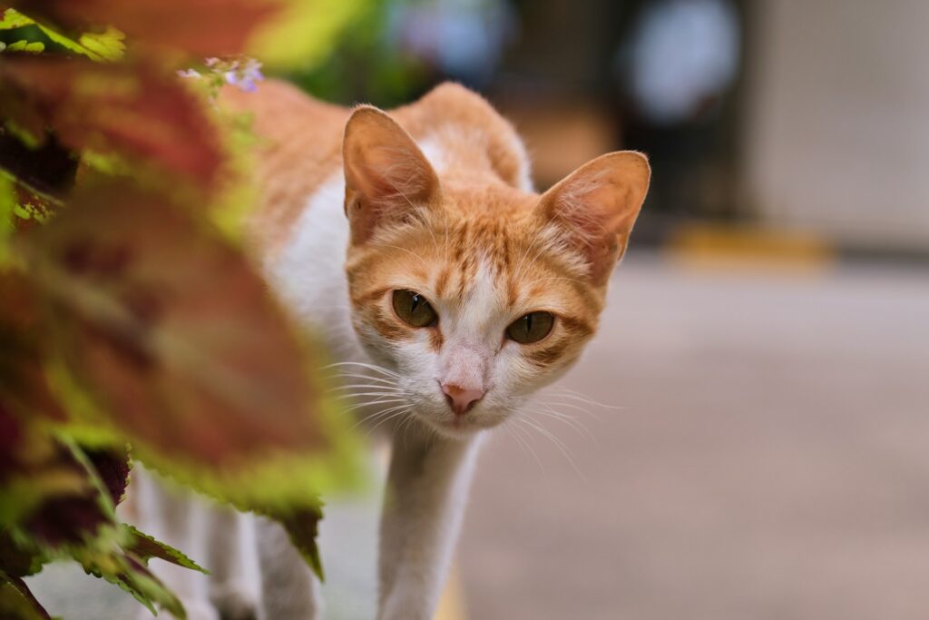 Curiosidades sobre gatos que vão te surpreender!