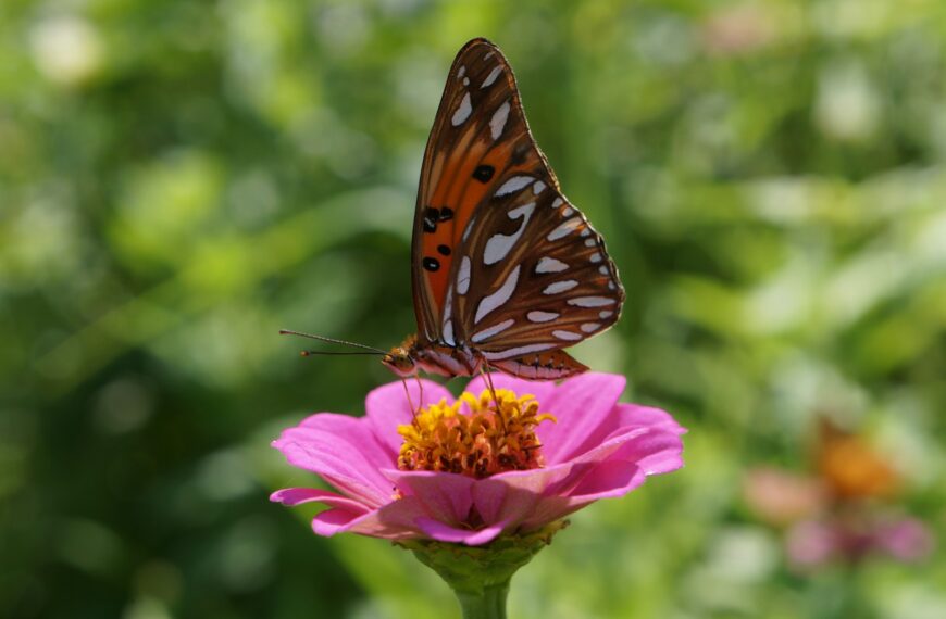 Curiosidades sobre borboletas que você não sabia!