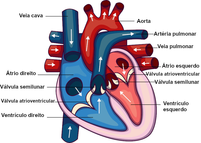 Curiosidades sobre o corpo humano que vão te deixar boquiaberto!