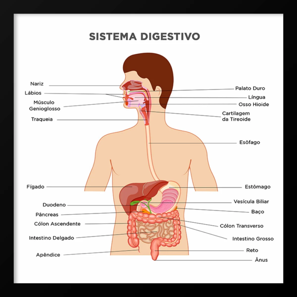 Curiosidades sobre o corpo humano que vão te deixar boquiaberto!